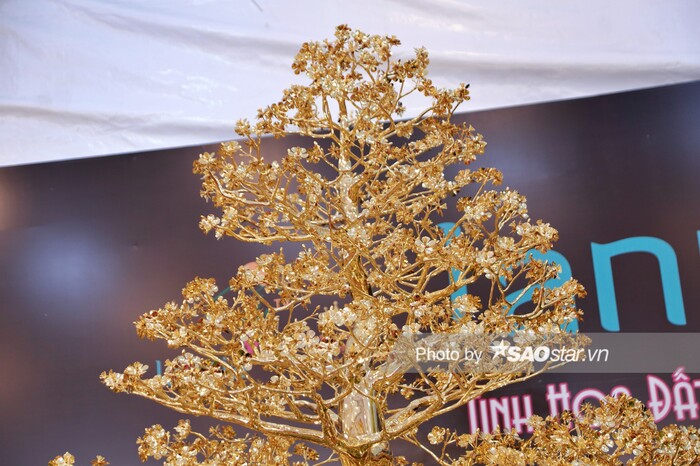 Chiêm ngưỡng cây mai mạ vàng đón Tết trị giá 6 tỉ đồng, lớn nhất Việt Nam đang rầm rộ mấy ngày nay