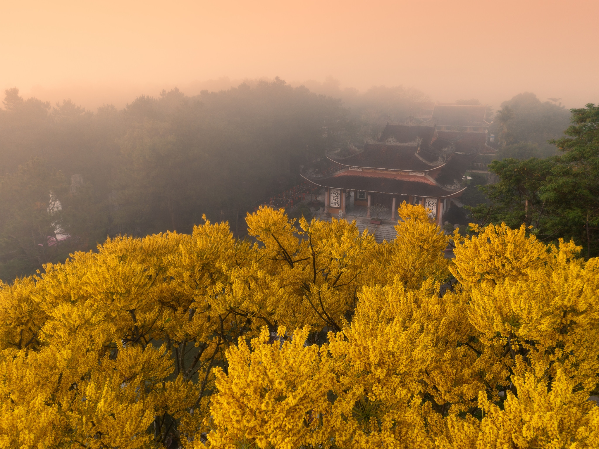 Du xuân, ghé tu viện gần Đà Lạt ngắm mùa phượng vàng đẹp như những thước phim