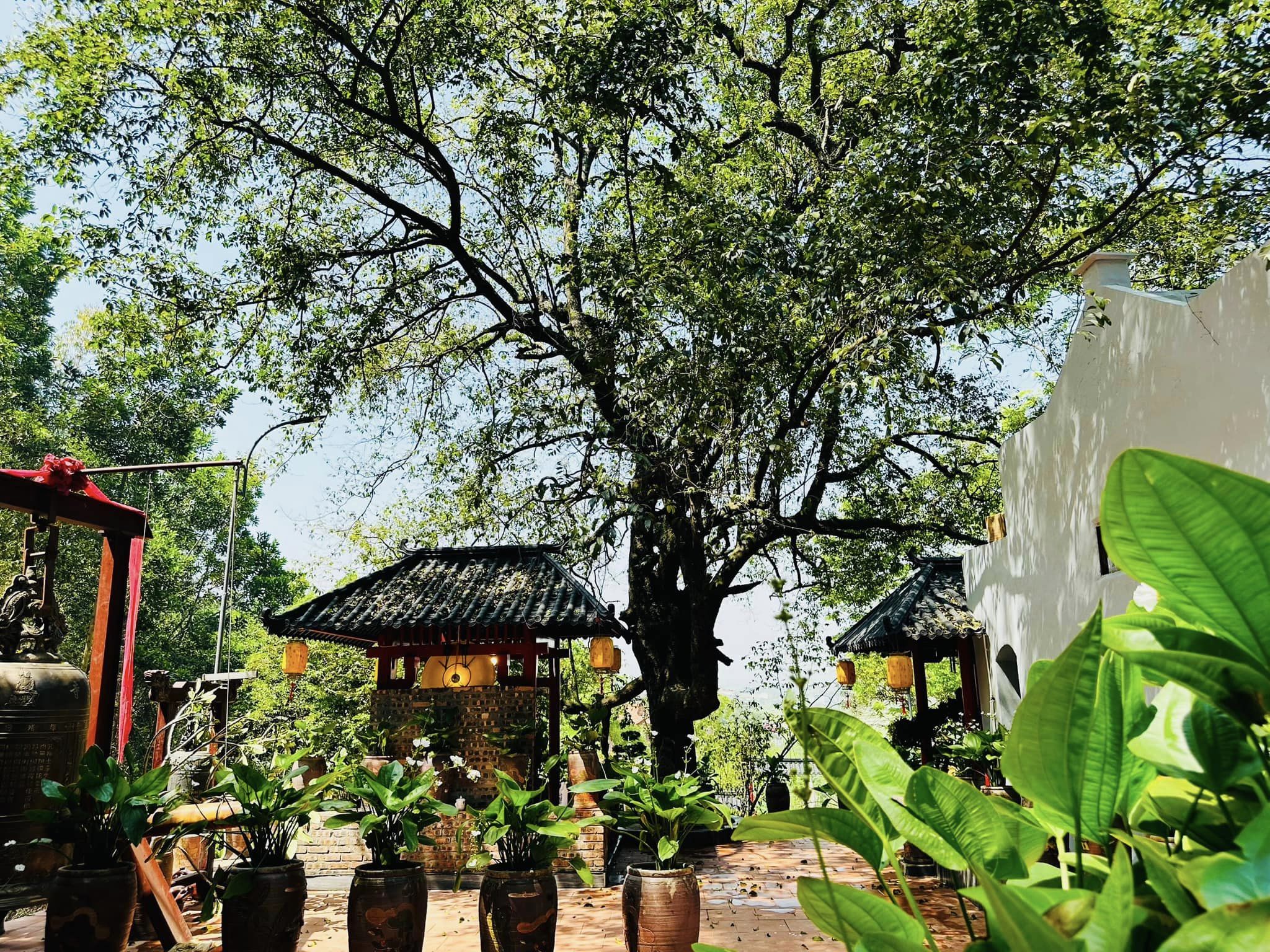 Ngôi chùa cổ có cây thị trăm tuổi linh thiêng ở Hà Nam