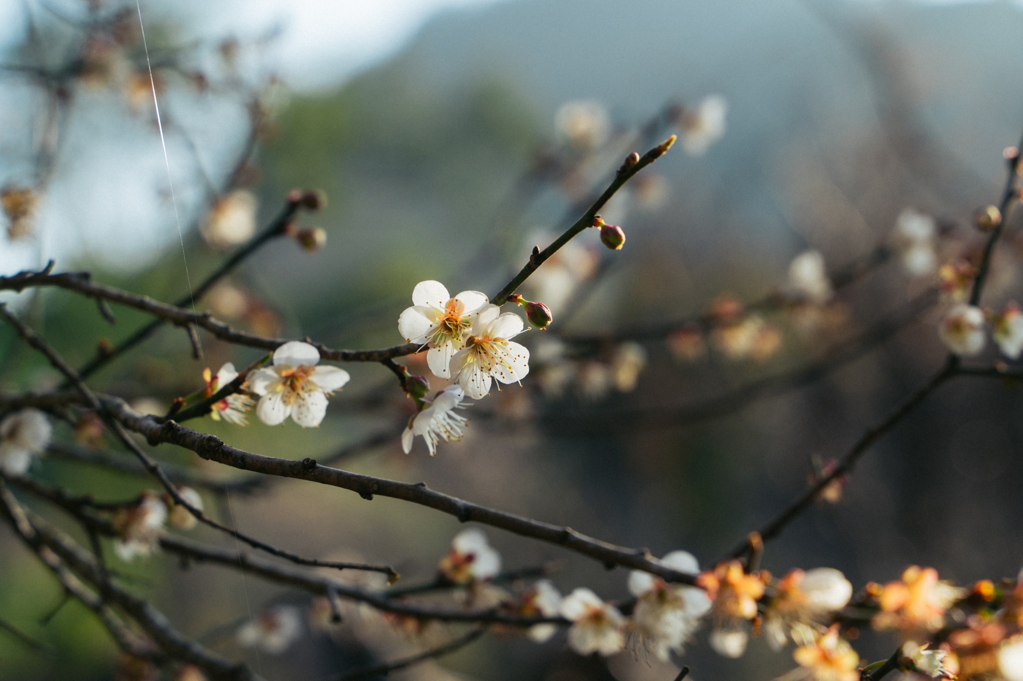 Ngày tinh khôi trên đồi hoa mơ nở sớm ở Mộc Châu