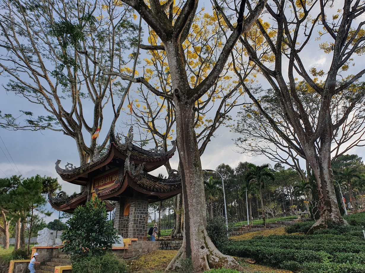 Lâm Đồng: Mùa hoa Phật Y vàng rực một góc trời Bảo Lộc