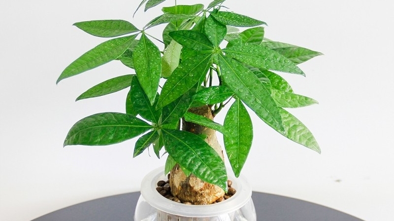 6 loại cây cảnh trồng trong nhà 'gọi' vận may đầu năm mới