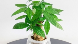 6 loại cây cảnh trồng trong nhà 'gọi' vận may đầu năm mới