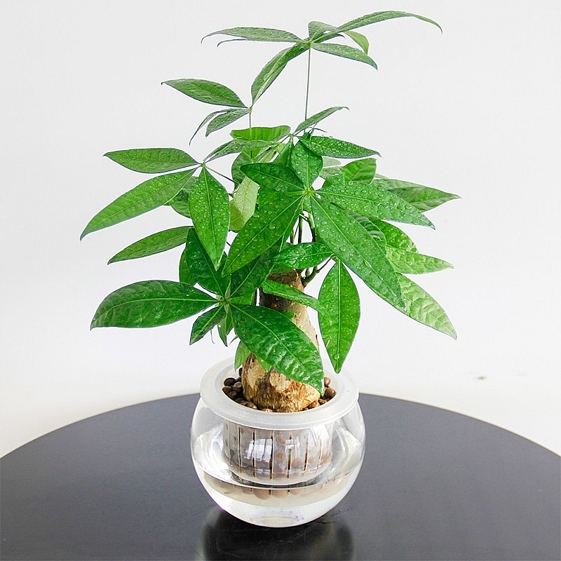 6 loại cây cảnh trồng trong nhà 'gọi' vận may đầu năm mới 6 loại cây cảnh trồng trong nhà 'gọi' vận may đầu năm mới