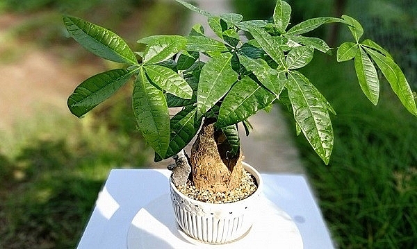 6 loại cây cảnh trồng trong nhà 'gọi' vận may đầu năm mới 6 loại cây cảnh trồng trong nhà 'gọi' vận may đầu năm mới