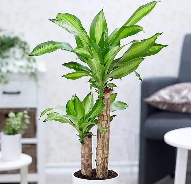 6 loại cây cảnh trồng trong nhà 'gọi' vận may đầu năm mới 6 loại cây cảnh trồng trong nhà 'gọi' vận may đầu năm mới