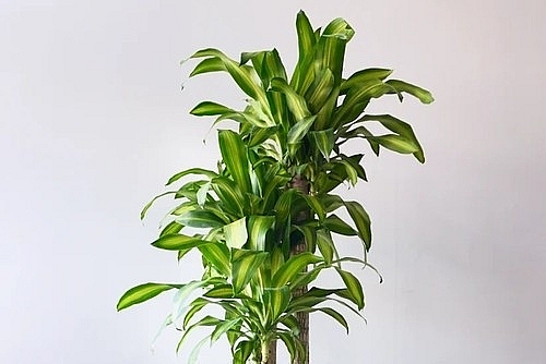 6 loại cây cảnh trồng trong nhà 'gọi' vận may đầu năm mới 6 loại cây cảnh trồng trong nhà 'gọi' vận may đầu năm mới