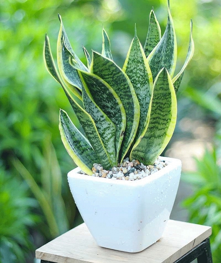 6 loại cây cảnh trồng trong nhà 'gọi' vận may đầu năm mới 6 loại cây cảnh trồng trong nhà 'gọi' vận may đầu năm mới