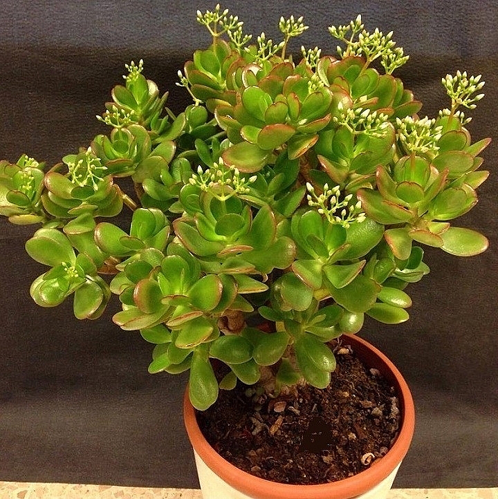 6 loại cây cảnh trồng trong nhà 'gọi' vận may đầu năm mới 6 loại cây cảnh trồng trong nhà 'gọi' vận may đầu năm mới