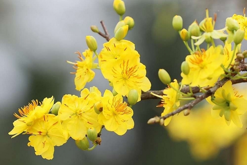 6 loại cây cảnh trồng trong nhà 'gọi' vận may đầu năm mới 6 loại cây cảnh trồng trong nhà 'gọi' vận may đầu năm mới