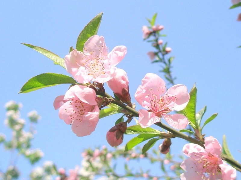 Tử vi tuần mới (5-11/1/2026): Tuổi Mão công danh xán lạn, tuổi Sửu hành động quyết đoán