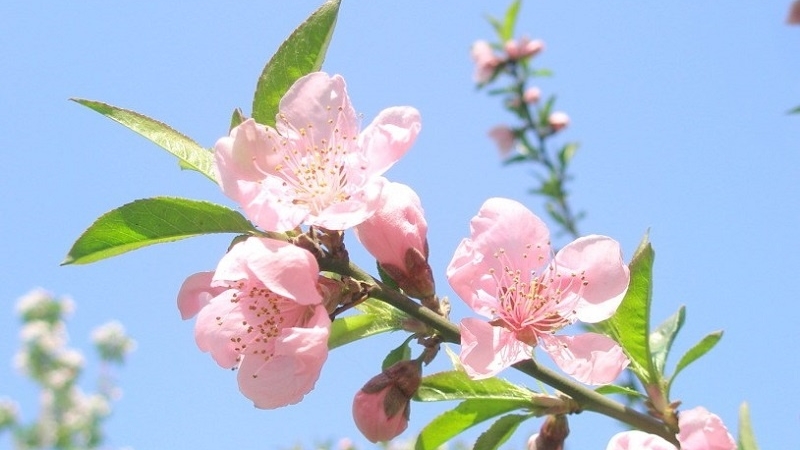 Tử vi tuần mới (5-11/1/2026): Tuổi Mão công danh xán lạn, tuổi Sửu hành động quyết đoán