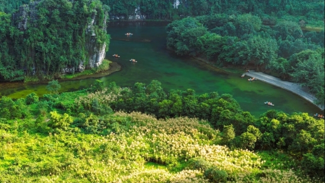 Mùa lau trắng Tràng An khung cảnh thơ mộng khiến du khách say lòng