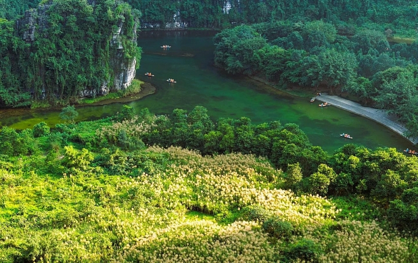 Mùa lau trắng Tràng An khung cảnh thơ mộng khiến du khách say lòng