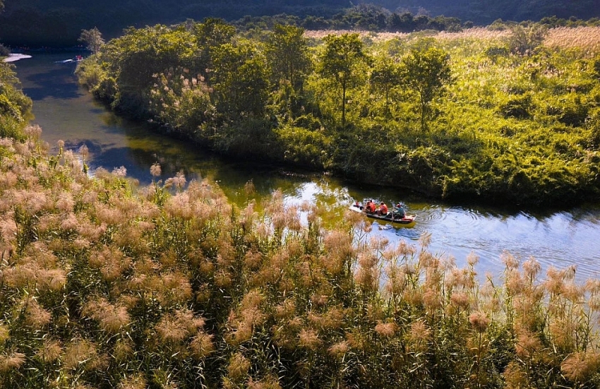 Mùa lau trắng Tràng An khung cảnh thơ mộng khiến du khách say lòng