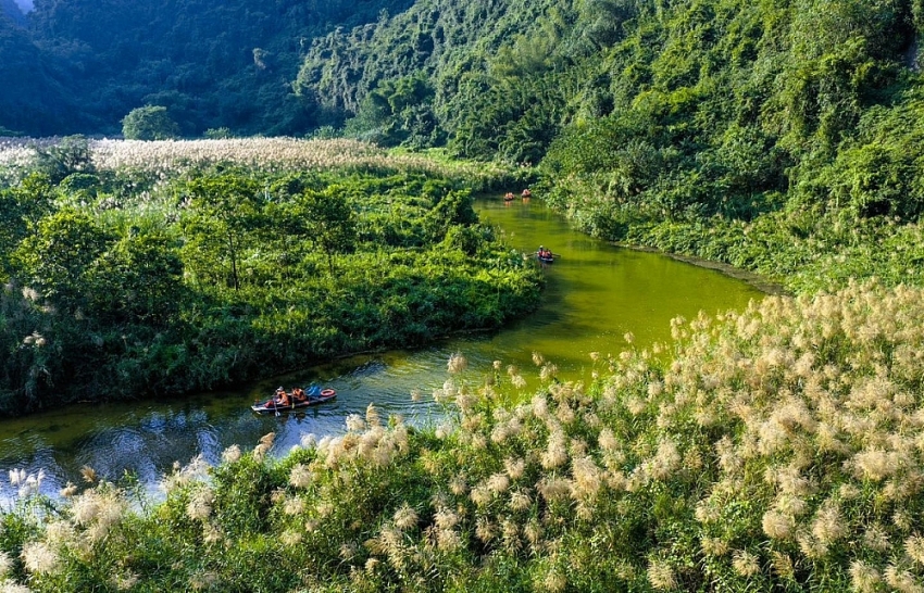 Mùa lau trắng Tràng An khung cảnh thơ mộng khiến du khách say lòng
