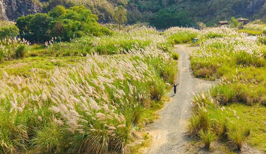 Mùa lau trắng Tràng An khung cảnh thơ mộng khiến du khách say lòng