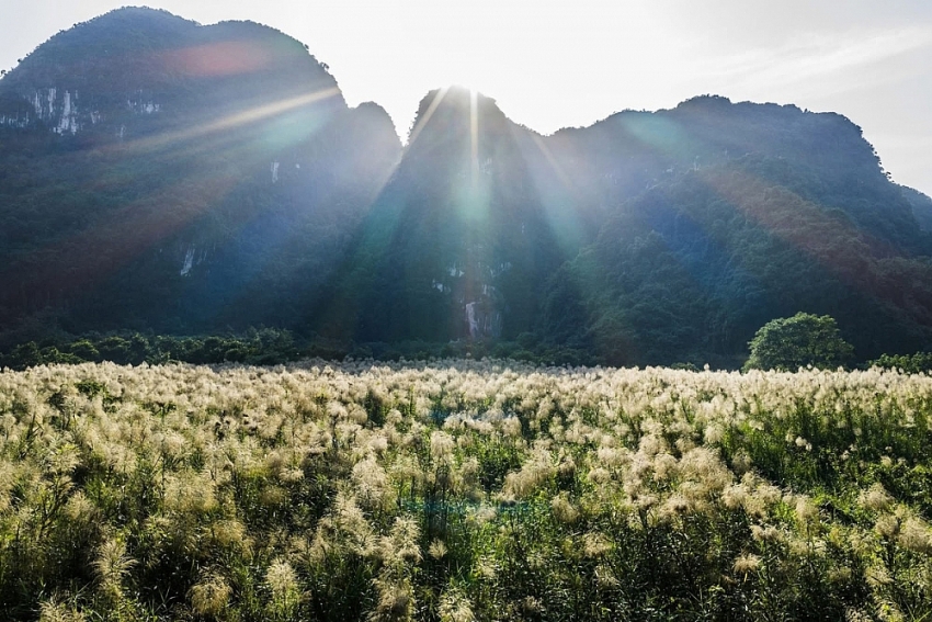 Mùa lau trắng Tràng An khung cảnh thơ mộng khiến du khách say lòng
