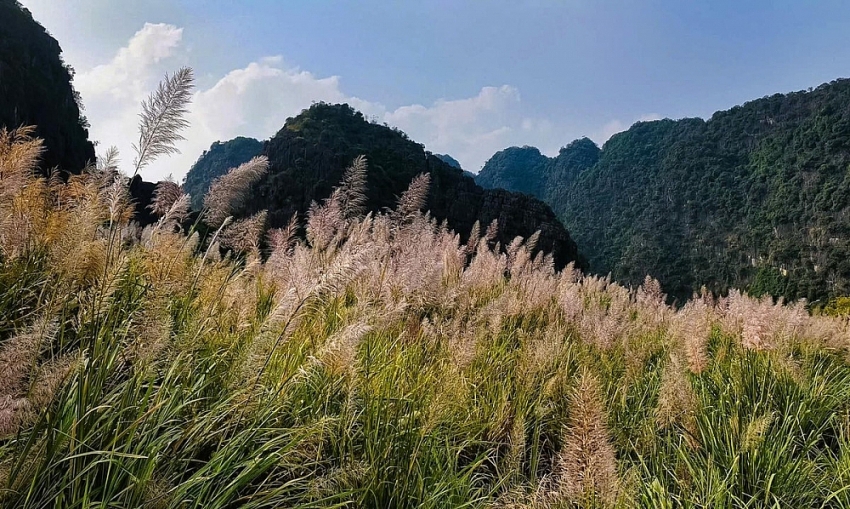 Mùa lau trắng Tràng An khung cảnh thơ mộng khiến du khách say lòng