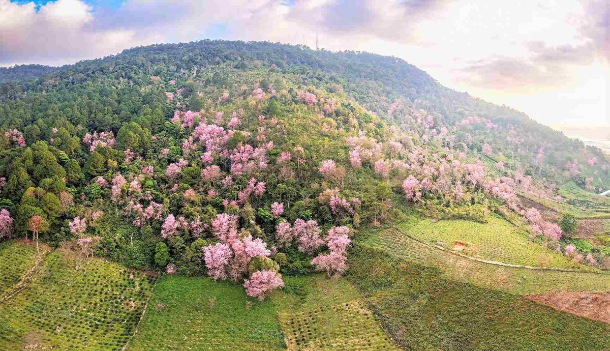 Lâm Đồng tổ chức Lễ hội Mai anh đào - Đà Lạt xuân 2026 kéo dài 20 ngày
