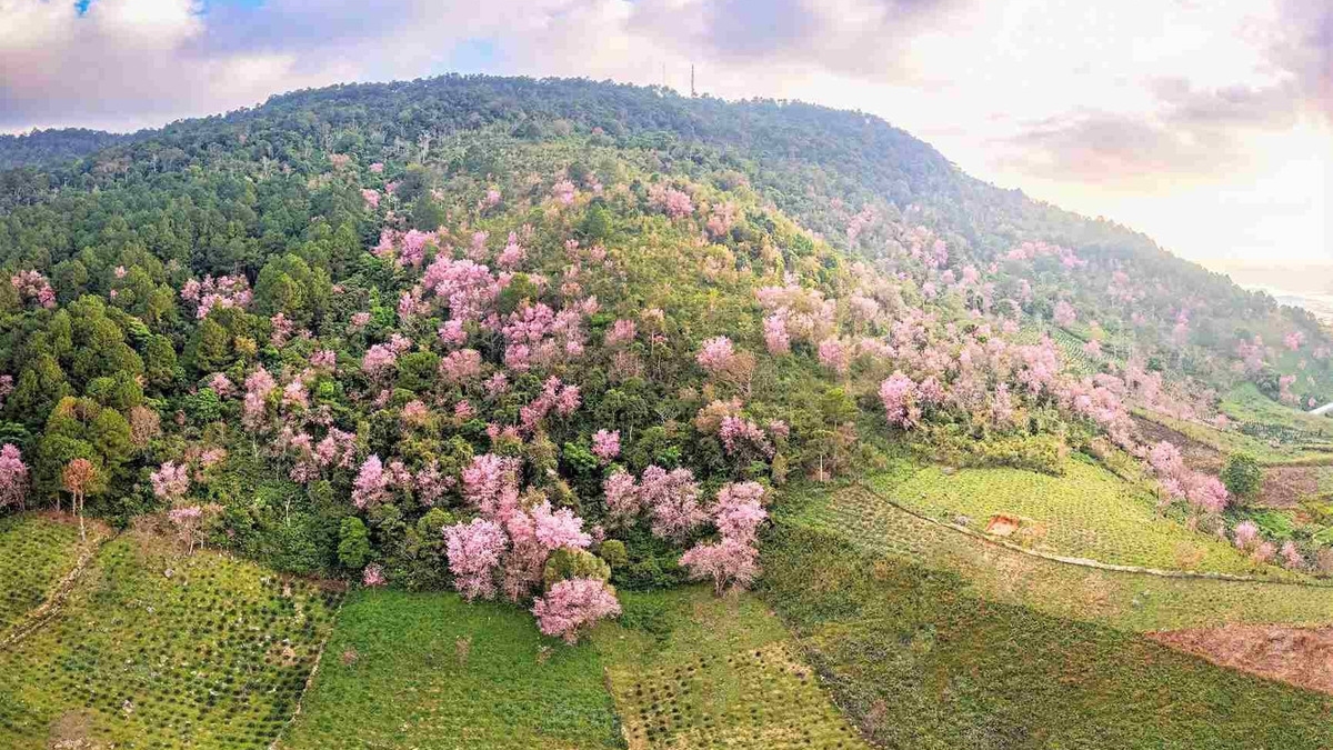 Lâm Đồng tổ chức Lễ hội Mai anh đào - Đà Lạt xuân 2026 kéo dài 20 ngày