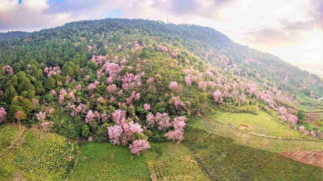 Lâm Đồng tổ chức Lễ hội Mai anh đào - Đà Lạt xuân 2026 kéo dài 20 ngày