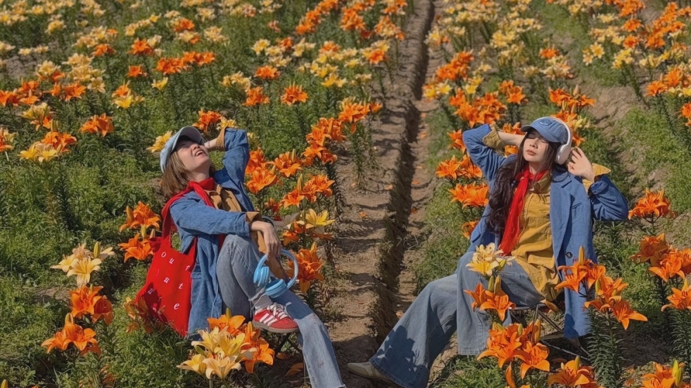 Cánh đồng hoa ly nở rộ ở Hải Phòng, hút du khách đến sống ảo