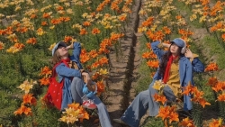 Cánh đồng hoa ly nở rộ ở Hải Phòng, hút du khách đến sống ảo