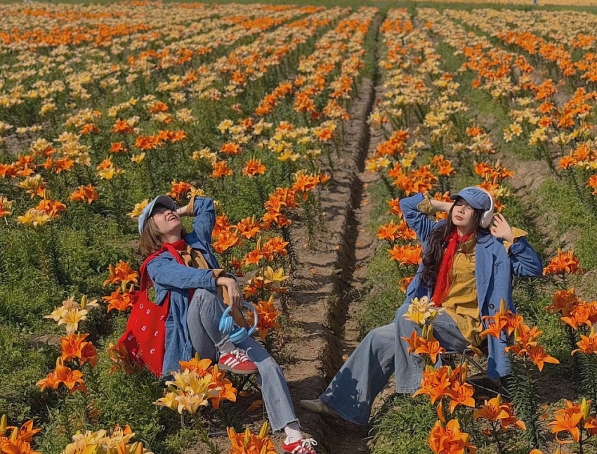 Cánh đồng hoa ly nở rộ ở Hải Phòng, hút du khách đến sống ảo Cánh đồng hoa ly nở rộ ở Hải Phòng, hút du khách đến sống ảo