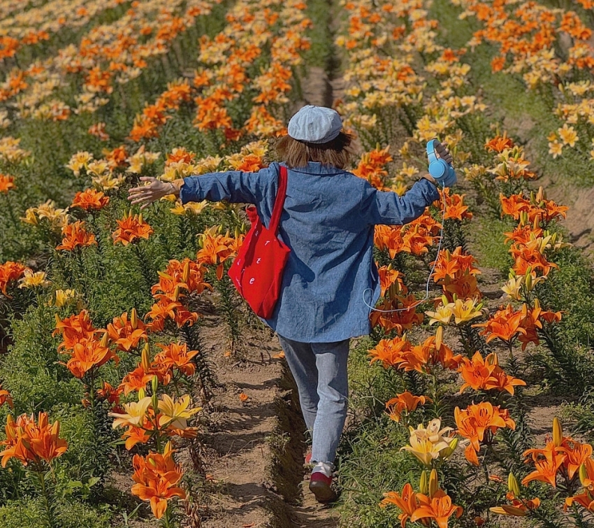 Cánh đồng hoa ly nở rộ ở Hải Phòng, hút du khách đến sống ảo Cánh đồng hoa ly nở rộ ở Hải Phòng, hút du khách đến sống ảo