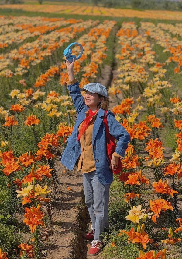 Cánh đồng hoa ly nở rộ ở Hải Phòng, hút du khách đến sống ảo Cánh đồng hoa ly nở rộ ở Hải Phòng, hút du khách đến sống ảo