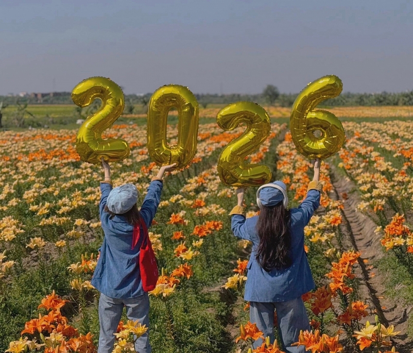 Cánh đồng hoa ly nở rộ ở Hải Phòng, hút du khách đến sống ảo Cánh đồng hoa ly nở rộ ở Hải Phòng, hút du khách đến sống ảo