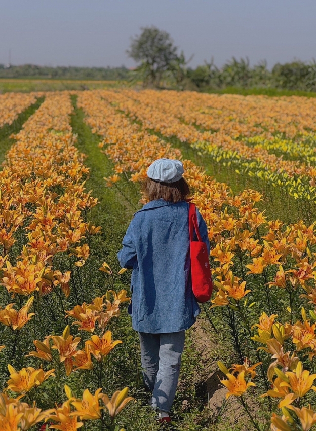 Cánh đồng hoa ly nở rộ ở Hải Phòng, hút du khách đến sống ảo Cánh đồng hoa ly nở rộ ở Hải Phòng, hút du khách đến sống ảo