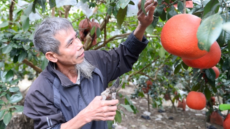 Bưởi tiến vua "đắt khách" vụ Tết