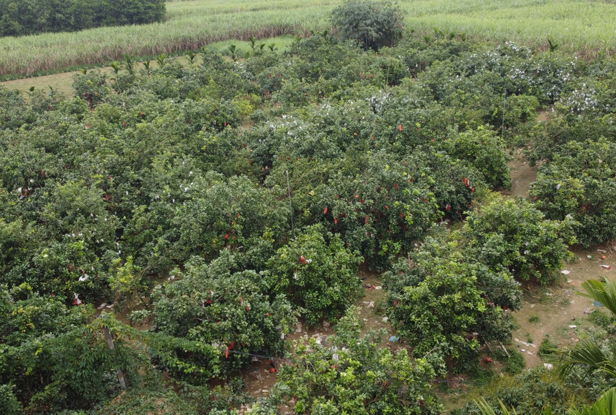 Bưởi tiến vua "đắt khách" vụ Tết