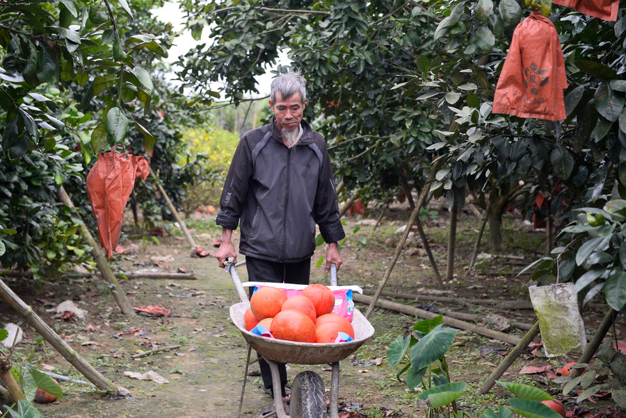 Bưởi tiến vua "đắt khách" vụ Tết