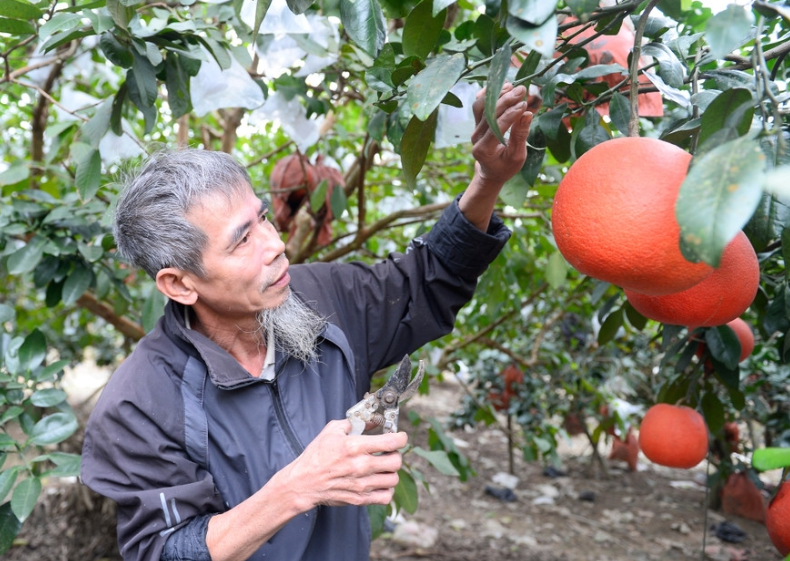 Bưởi tiến vua "đắt khách" vụ Tết