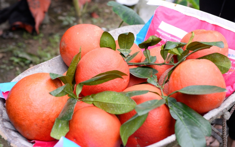 Bưởi tiến vua "đắt khách" vụ Tết