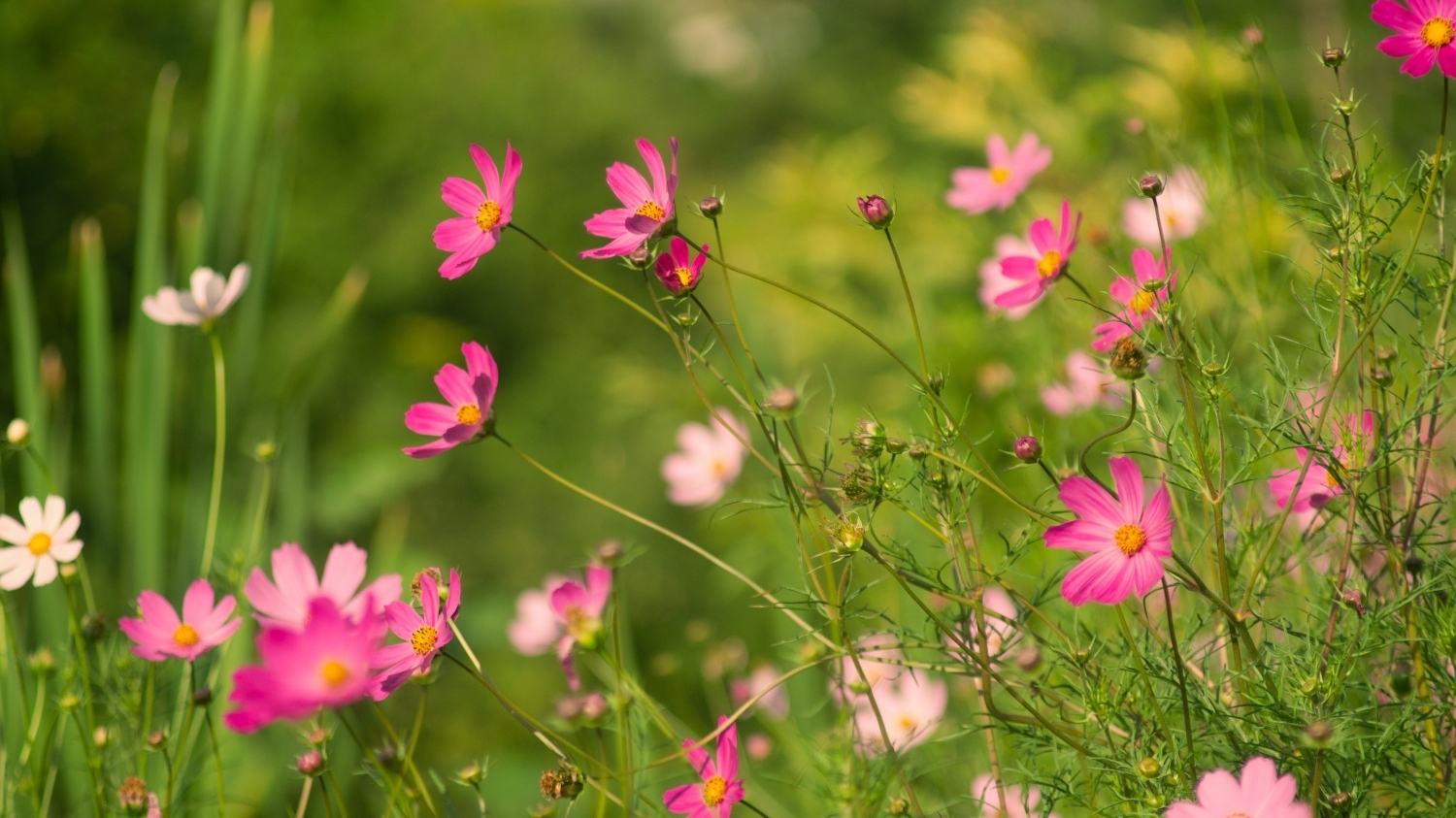 Tử vi tuần mới (12-18/1/2026): Tuổi Dần tài lộc hưng vượng, tuổi Hợi công danh tăng tiến