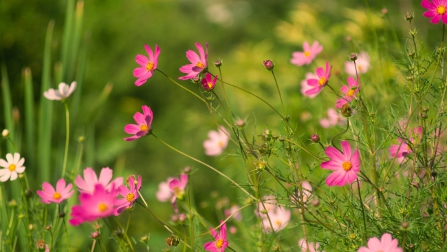 Tử vi tuần mới (12-18/1/2026): Tuổi Dần tài lộc hưng vượng, tuổi Hợi công danh tăng tiến