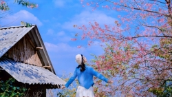 Ngắm hoa mai anh đào nở sớm trên cao nguyên Mộc Châu