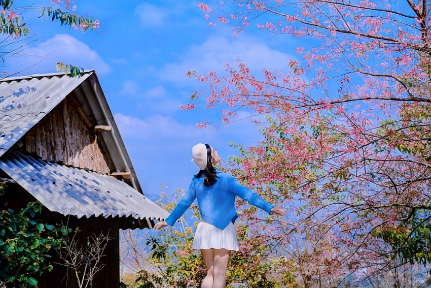 Ngắm hoa mai anh đào nở sớm trên cao nguyên Mộc Châu