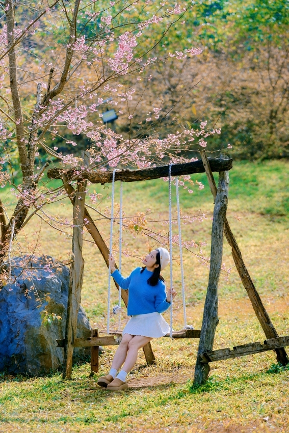 Ngắm hoa mai anh đào nở sớm trên cao nguyên Mộc Châu
