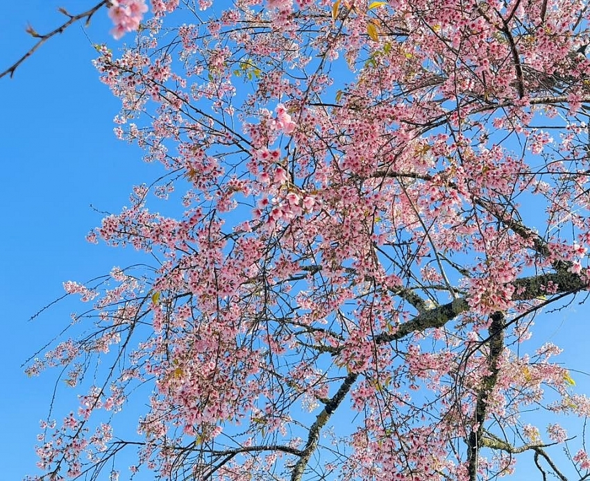 Ngắm hoa mai anh đào nở sớm trên cao nguyên Mộc Châu