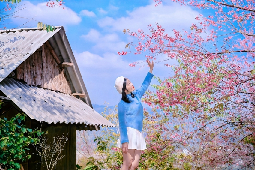 Ngắm hoa mai anh đào nở sớm trên cao nguyên Mộc Châu