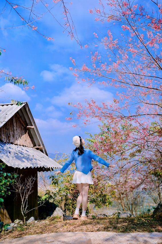 Ngắm hoa mai anh đào nở sớm trên cao nguyên Mộc Châu