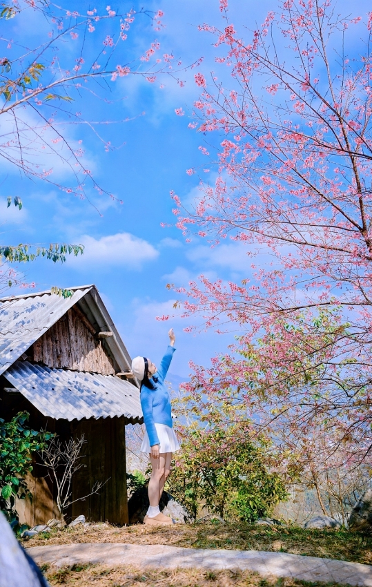 Ngắm hoa mai anh đào nở sớm trên cao nguyên Mộc Châu