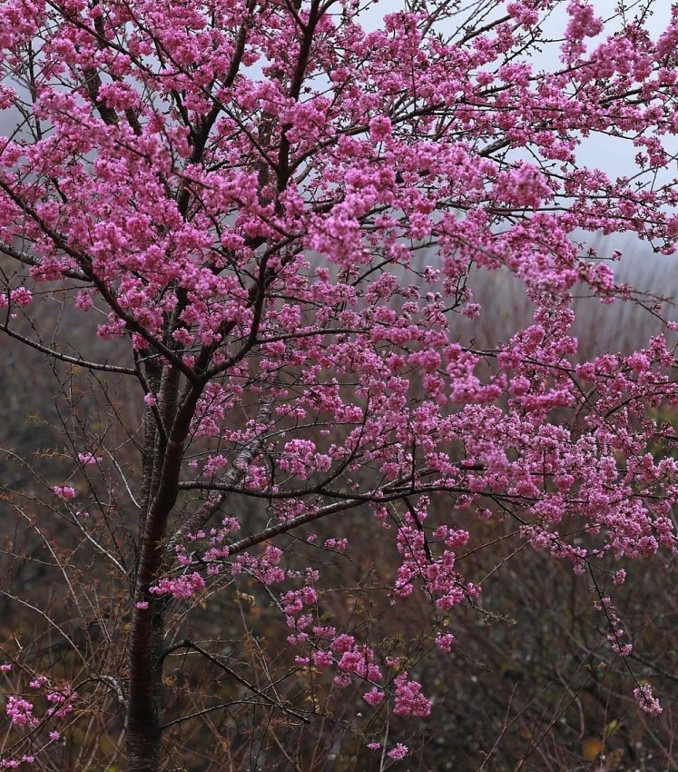 Ngắm hoa mai anh đào nở sớm trên cao nguyên Mộc Châu