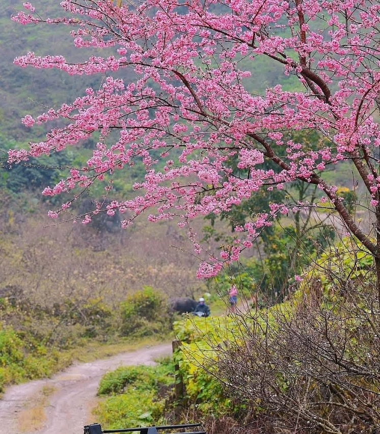 Ngắm hoa mai anh đào nở sớm trên cao nguyên Mộc Châu