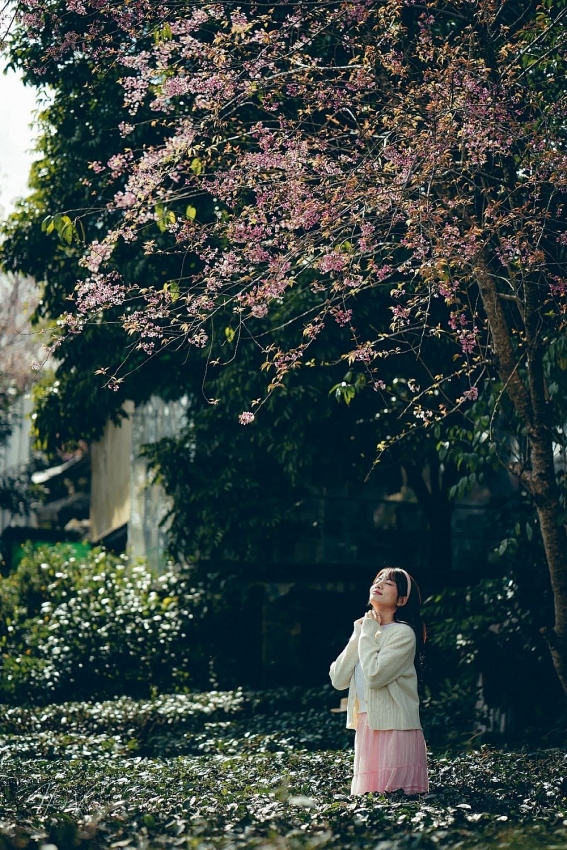 Ngắm hoa mai anh đào nở sớm trên cao nguyên Mộc Châu